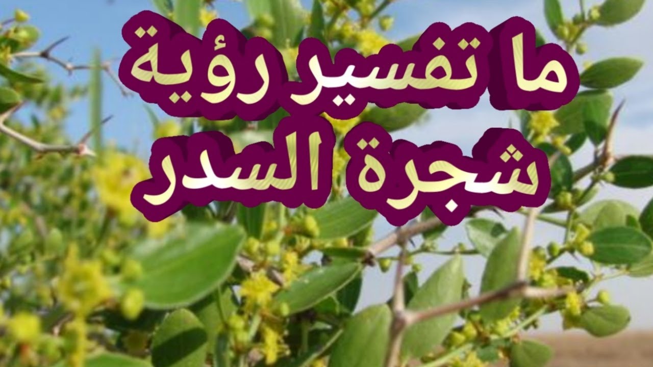 تفسير السدر في الحلم - بما فسر العلماء رؤيه السدر في الحلم 5822