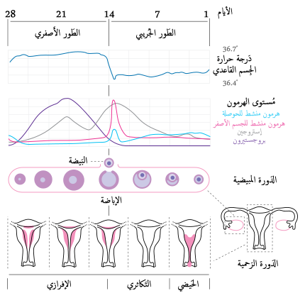 في احد منكم عملت عملية وكانت معاها الدورة