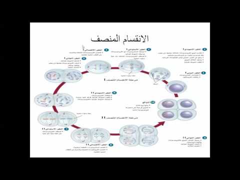 تجربتي مع القدرات 99 , كيفيه تحصيل القدرات بطريقه صحيحه