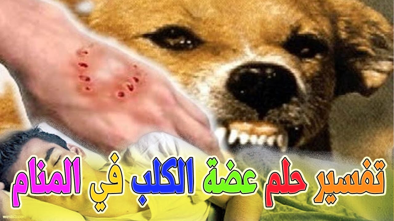 رؤية الكلب يعض في المنام , بما فسر ابن سيرين عضه الكلب