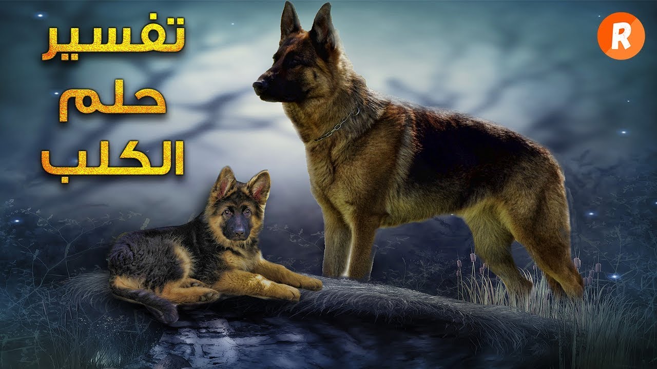 تفسير احلام الكلاب , معروفة رؤية الكلب